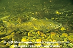 Chinook Salmon images