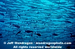 Chevron Barracuda photos