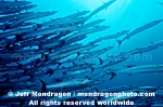 Chevron Barracuda images