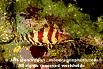 Painted Greenling images