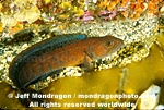Alaska Ronquil images