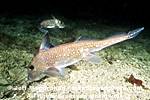 Spotted Ratfish images