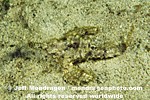 Little Dragonfish (Dragonette) pictures