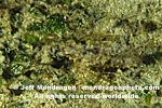 Little Dragonfish (Dragonette) images