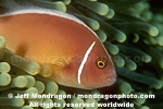 Pink Anemone images