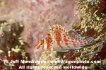 Dwarf Hawkfish images