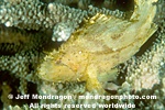 Leaf Scorpionfish pictures