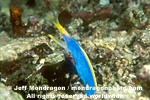Female Ribbon Eel photos
