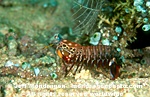 Mantis Shrimp photos