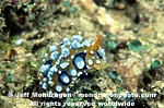 Vericose Wart Slug images