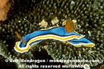 Nudibranch images