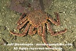 Alaskan King crab photos