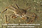 Tanner Crab images