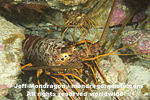 California Spiny Lobster photos