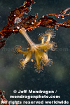 Stalked Jellyfish (Stauromedusae)  pictures