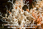 Common Basket Star photos