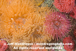 Proliferating Anemones images