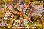 Rainbow Star pictures