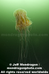 Fried Egg Jellyfish  pictures