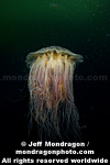 Fried Egg Jellyfish  images
