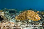 Broadclub Cuttlefish pictures