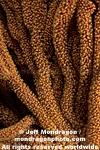 California Golden Gorgonian pictures