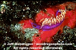 Spanish shawl nudibranch pictures