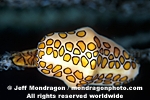 Flamingo Tongue pictures