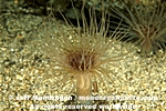 Tube-Dwelling Anemone photos