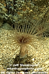 Tube-Dwelling Anemone photos