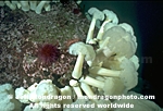 White-Plumed Anemone pictures