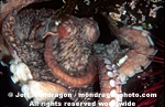 Giant Pacific Octopus images