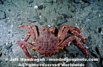Red King Crab images