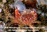 Pygmy Rock Crab photos