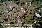 Tanner Crab images