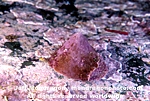 Whitecap Limpet images