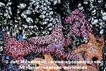 Ochre Stars images