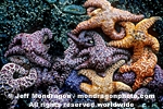 Ochre Stars images