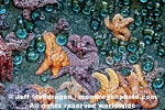 Ochre Stars images