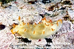 Clown Nudibranch images