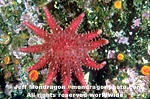 Rose Star pictures