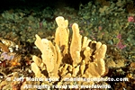 Glove Sponge photos