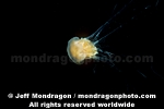 Lion�s Mane Jellyfish images