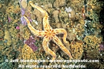 Rainbow Star photos
