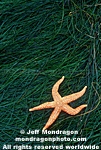 Mottled Star images