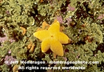 Wrinkled Star pictures