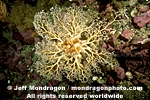 Common Basket Star images