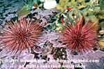 Red Sea Urchins pictures