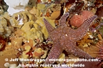 Ochre Star photos