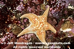 Leather Star images